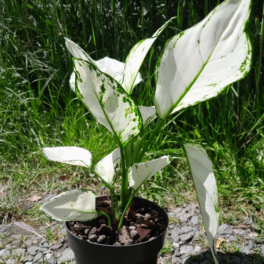 Aglaonema 'Super White' 2