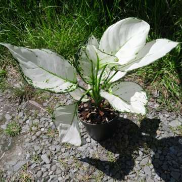Aglaonema 'Super White'