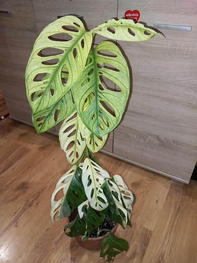 Monstera Adansonii Variegata 3
