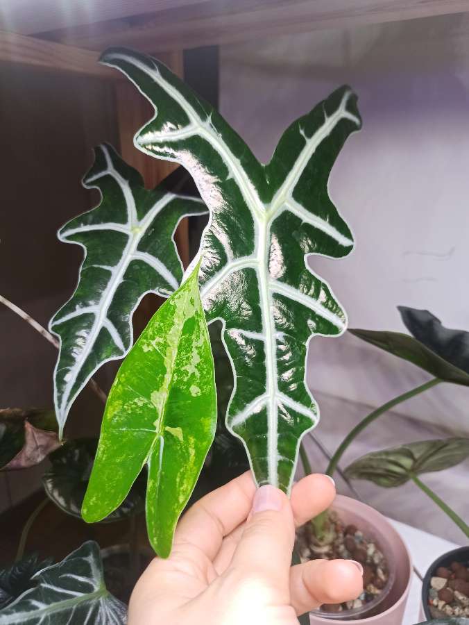 Alocasia Sanderiana Nobilis 3