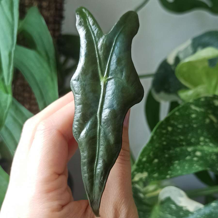 Alocasia Sanderiana Nobilis