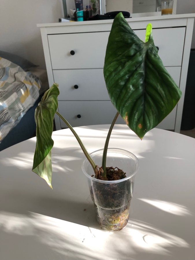 Philodendron Plowmanii 3