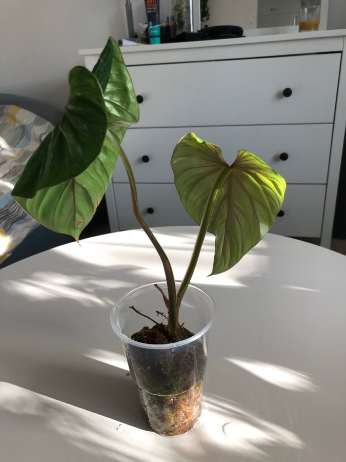Philodendron Plowmanii 4