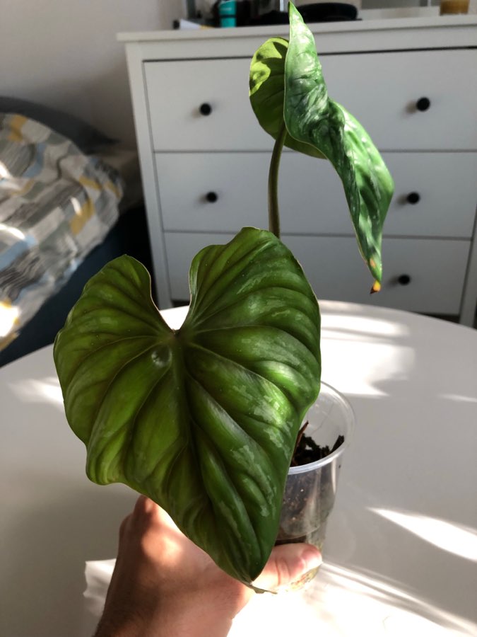 Philodendron Plowmanii 2