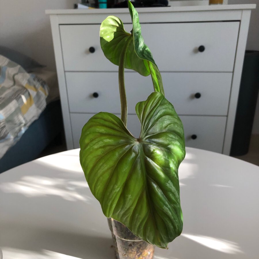 Philodendron Plowmanii