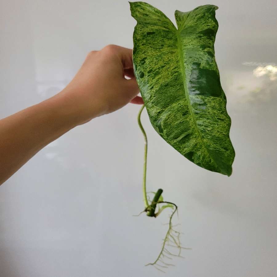 Philodendron paraiso