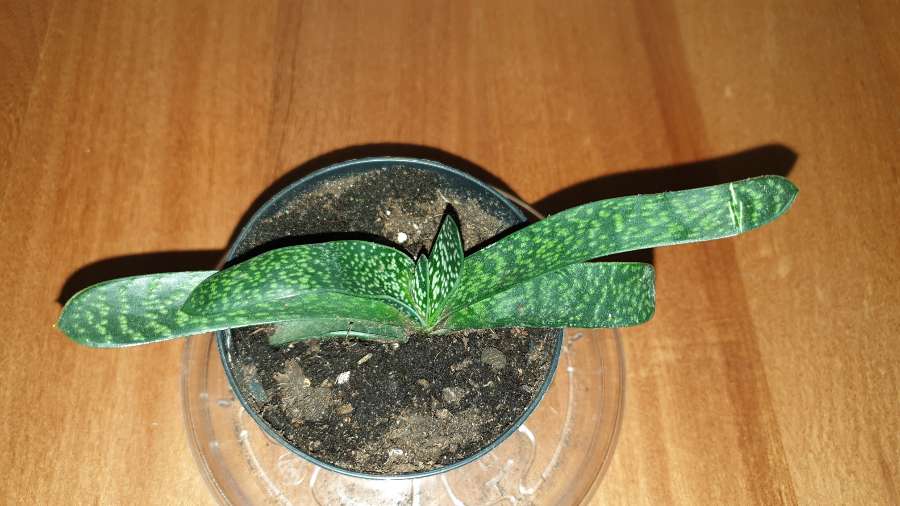 Gasteria 3