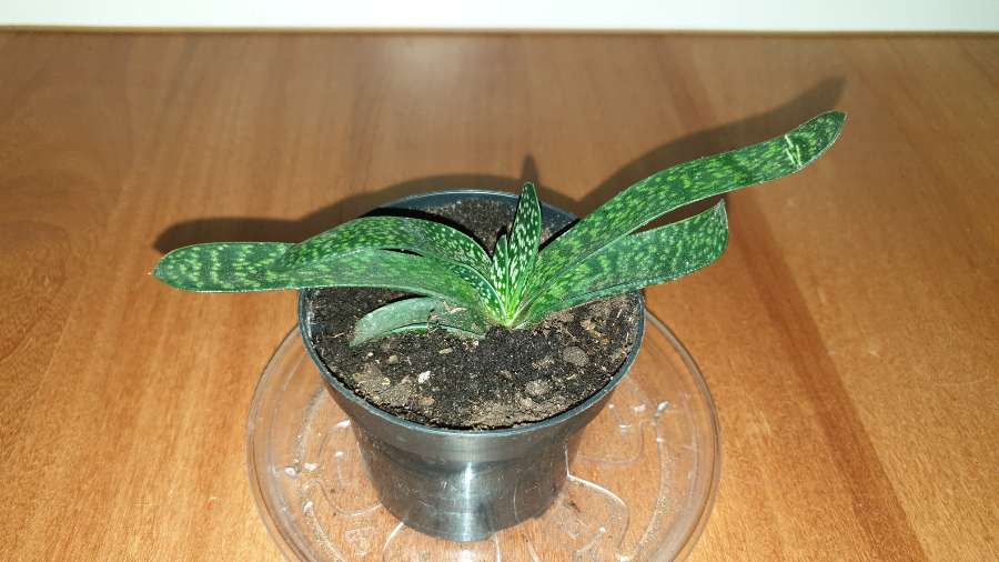 Gasteria 2