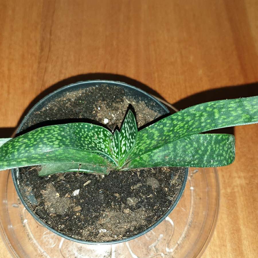 Gasteria