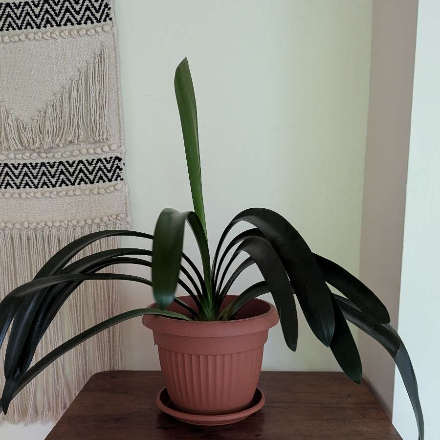 Kliwia cynobrowa (Clivia miniata)