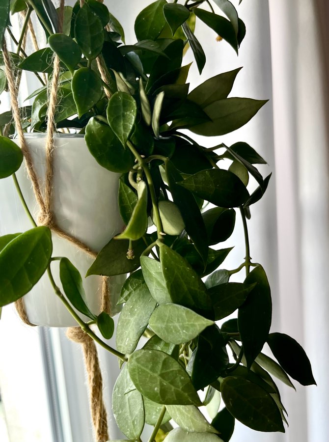 Hoja hoya Lacunosa Rebecca 3cw 3