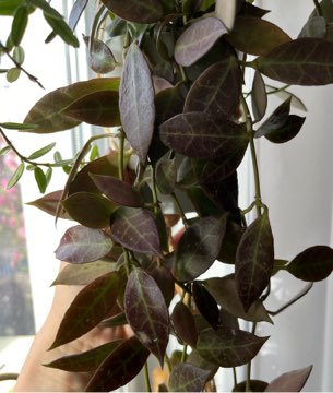 Hoja hoya Lacunosa Rebecca 3cw