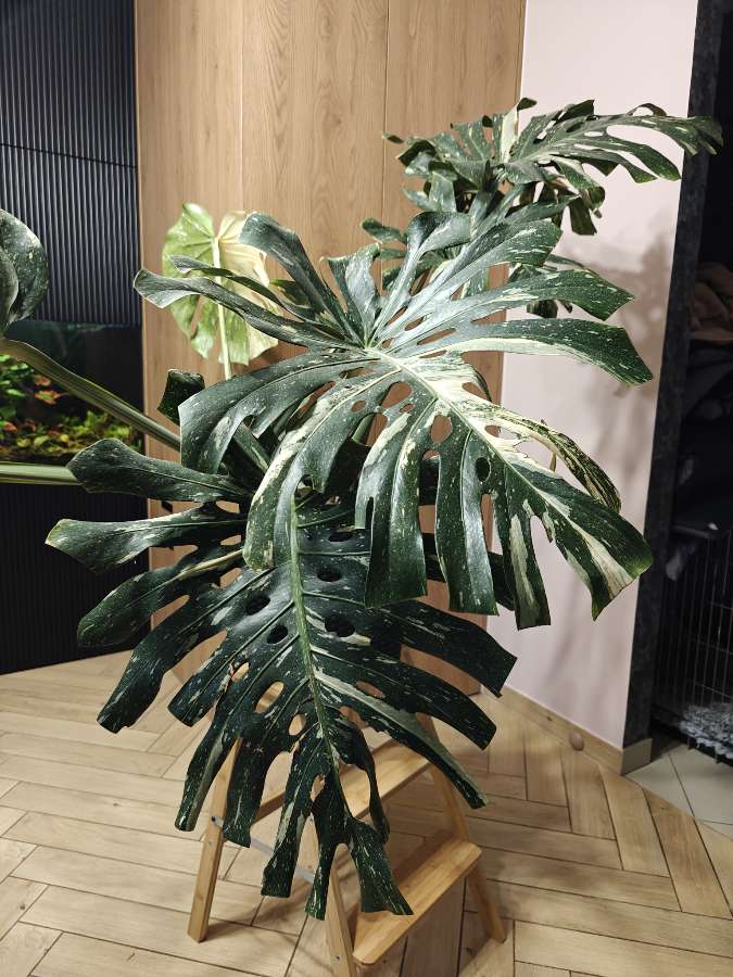 Monstera Deliciosa Thai Constellation 3