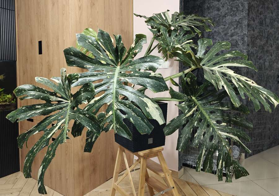 Monstera Deliciosa Thai Constellation 5