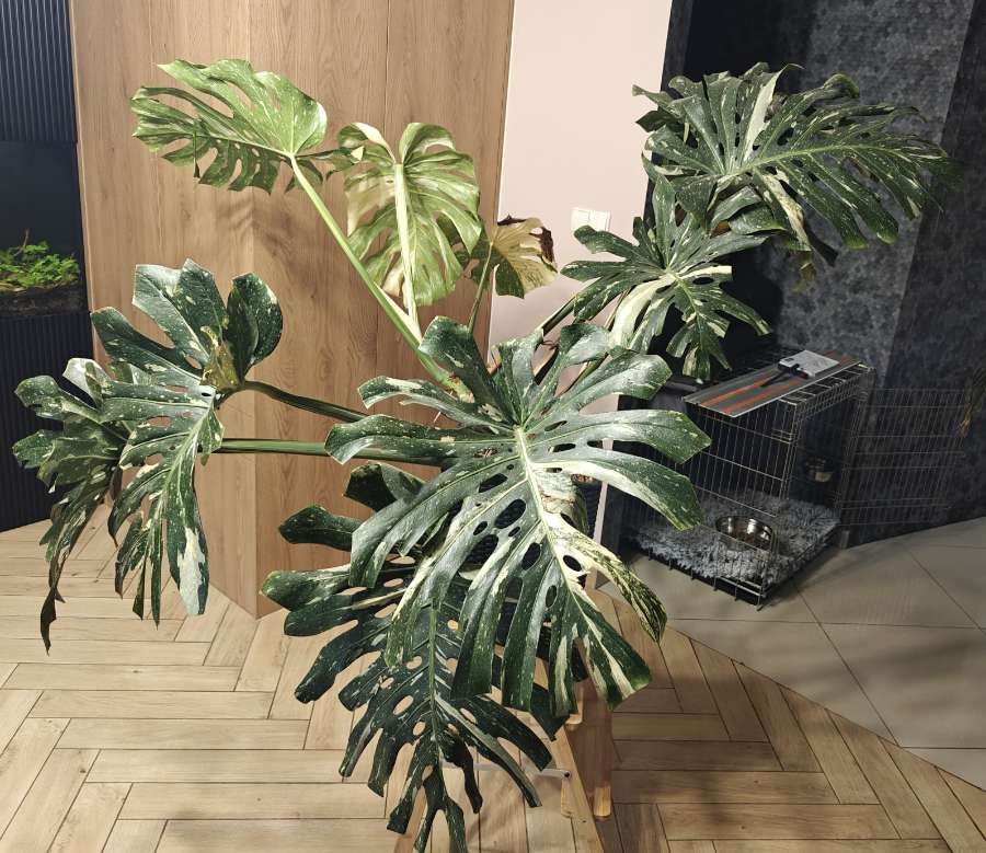 Monstera Deliciosa Thai Constellation 4