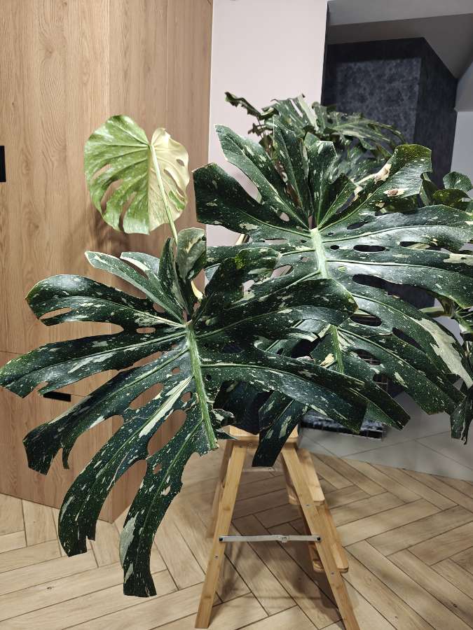 Monstera Deliciosa Thai Constellation 2