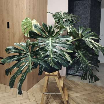 Monstera Deliciosa Thai Constellation