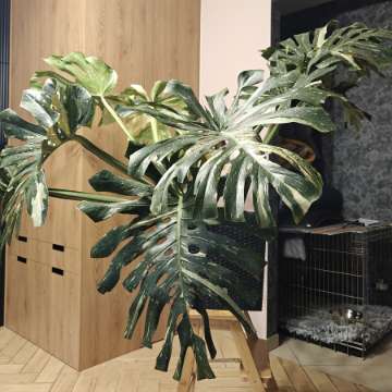 Monstera Deliciosa Thai Constellation