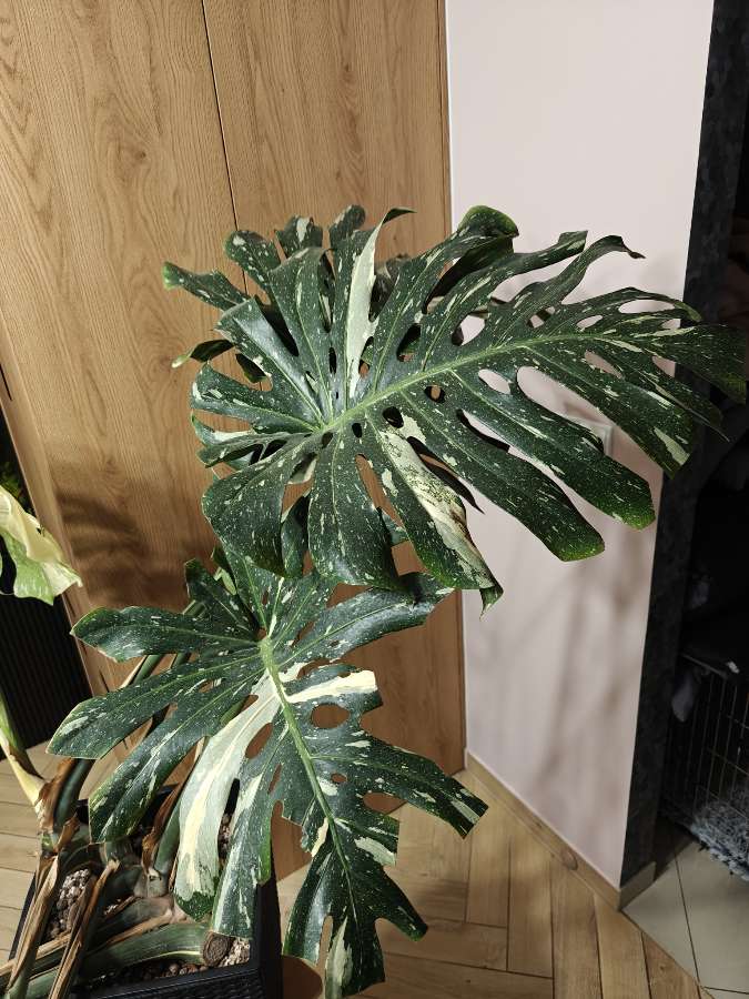 Monstera Deliciosa Thai Constellation 4