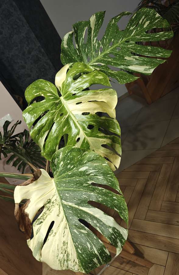Monstera Deliciosa Thai Constellation 5