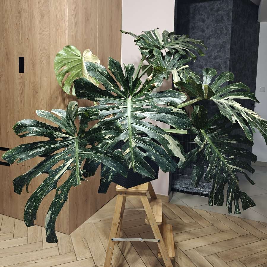 Monstera Deliciosa Thai Constellation