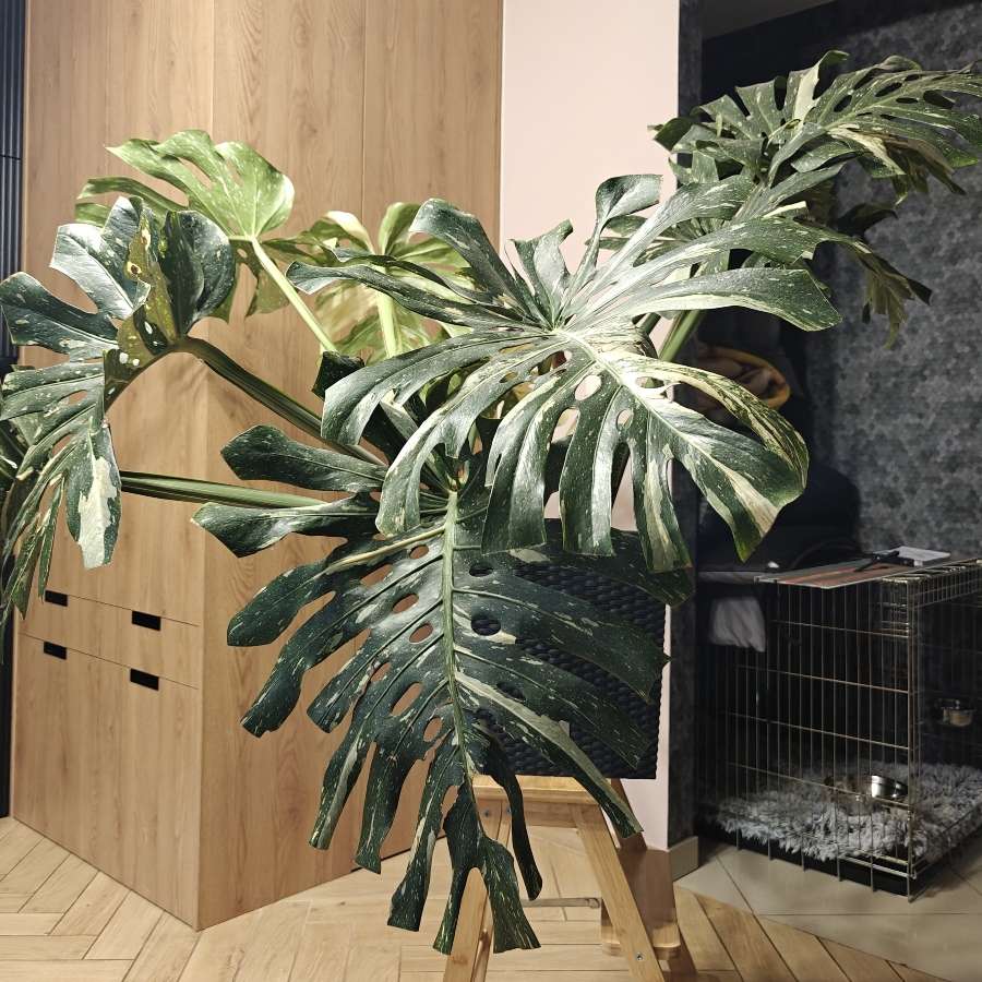 Monstera Deliciosa Thai Constellation