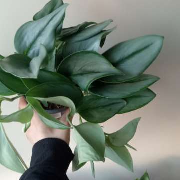 Scindapsus moonlight