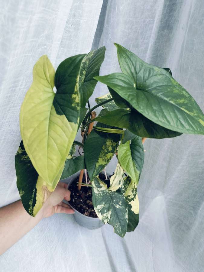 Syngonium aurea yellow variegata 3