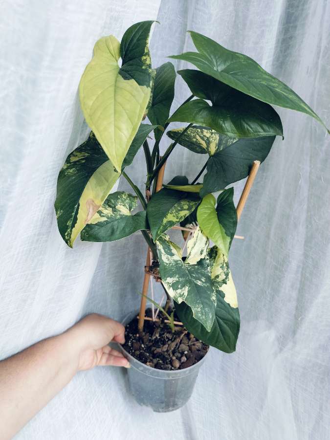 Syngonium aurea yellow variegata 2