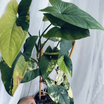 Syngonium aurea yellow variegata