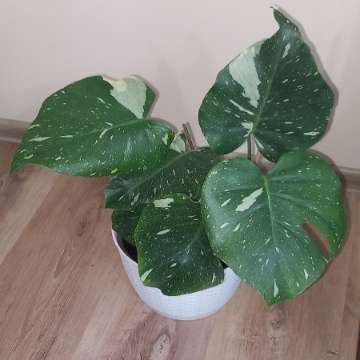 Monstera Thai