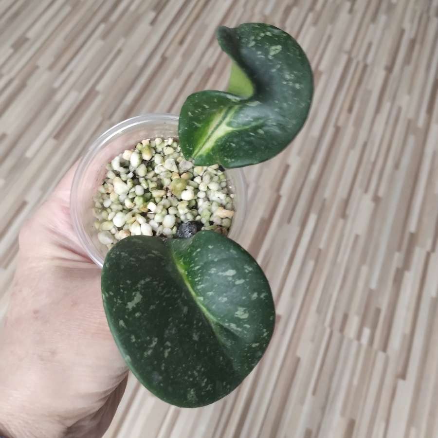 Hoya obovata picta wariegata