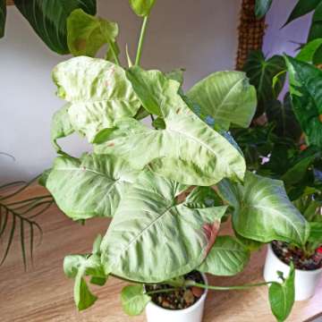 Syngonium Milk Confetti