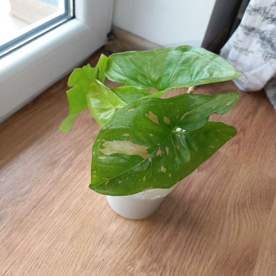 Syngonium pink splash Allusion