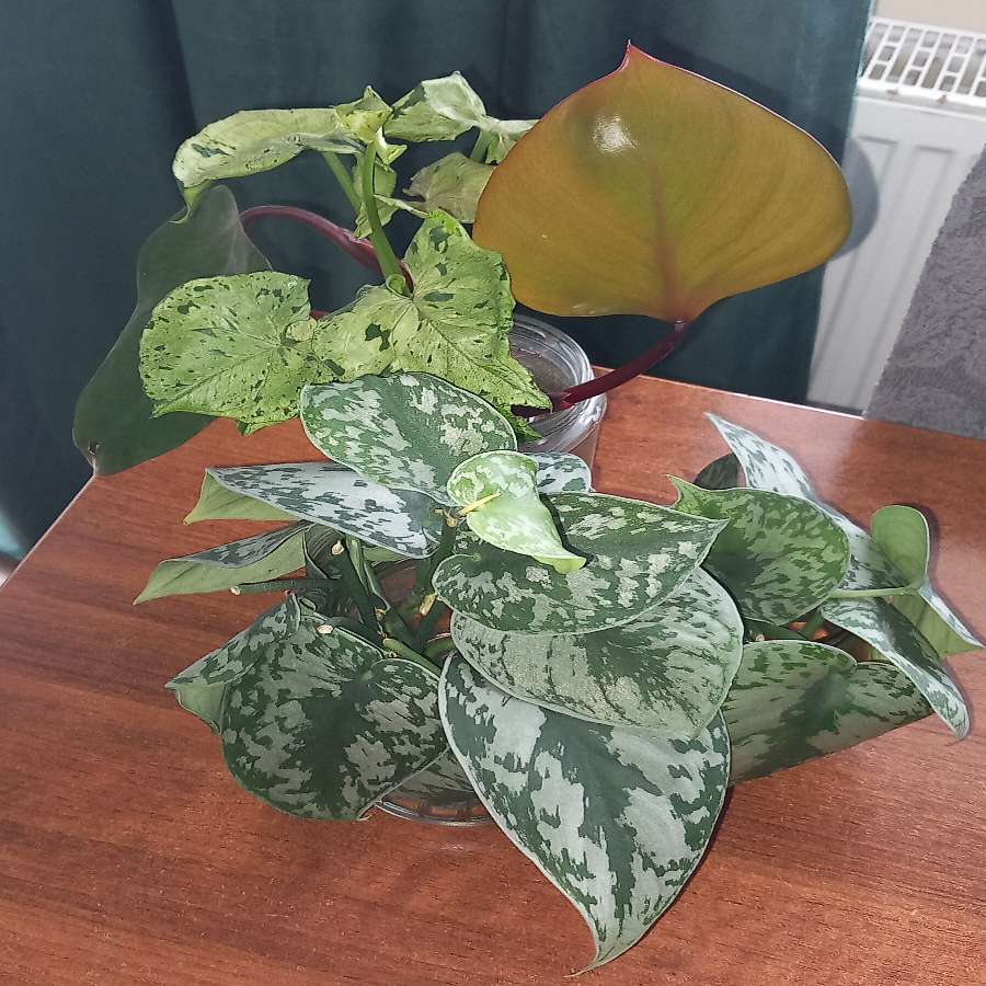 Zestaw Scindapsus Trebie, Syngonium Grey Ghost, Ph.Strawberry Shake