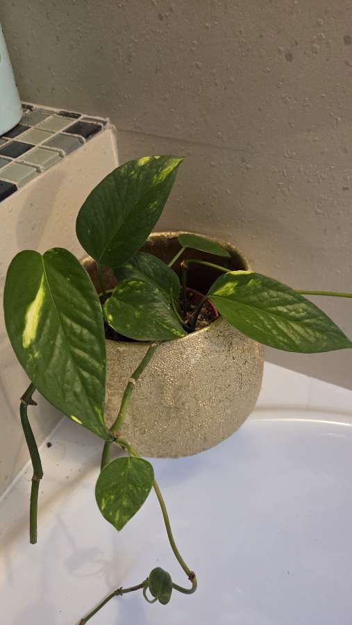 Philodendron pnący – zdrowa, gęsta roślina 3