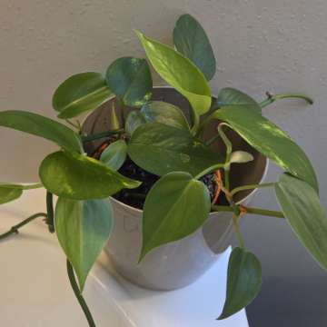 Philodendron pnący – zdrowa, gęsta roślina