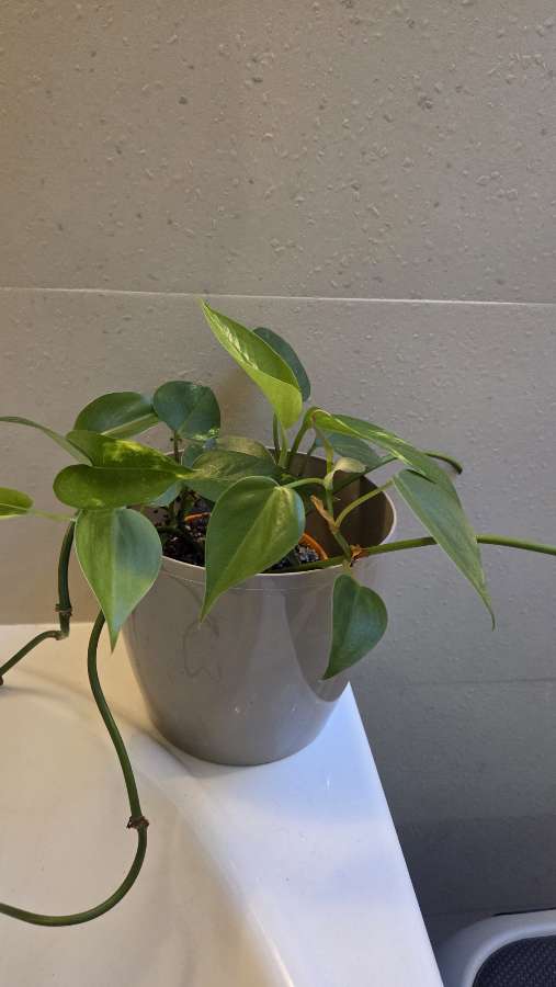 Philodendron pnący – zdrowa, gęsta roślina 2