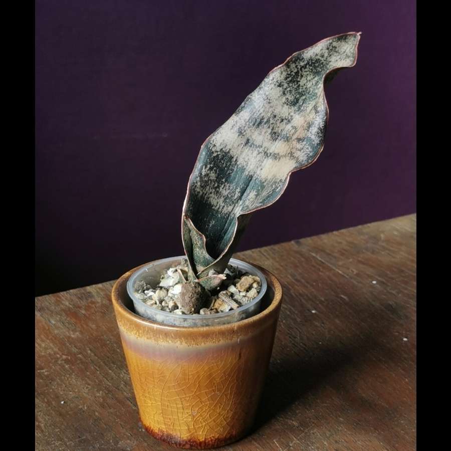 Sansewieria kirkii