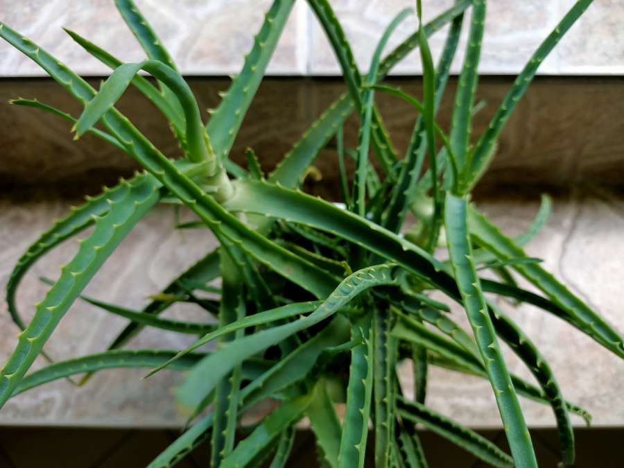 Aloes 3