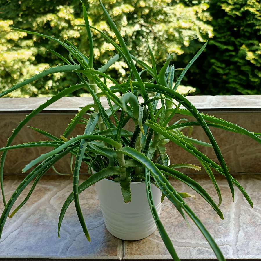 Aloes