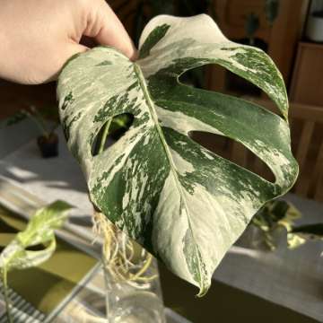 Monstera Deliciosa z Variegacją