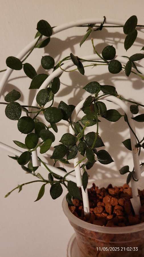 Dischidia hirsuta 2