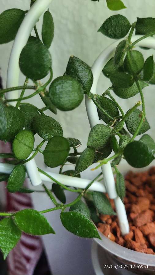 Dischidia hirsuta 3