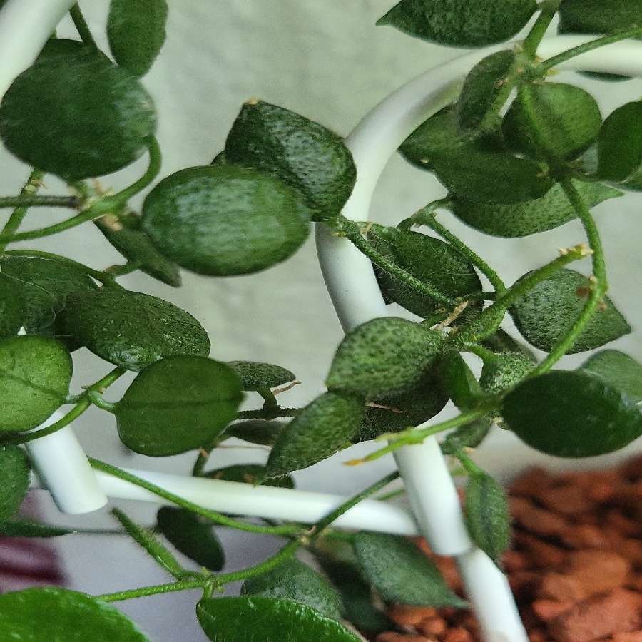 Dischidia hirsuta