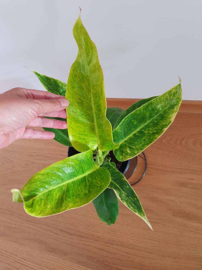 Philodendron Calkins Gold 4