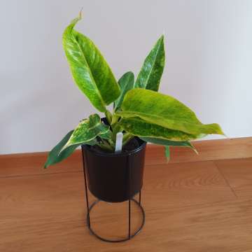 Philodendron Calkins Gold