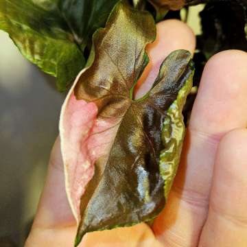 Syngonium 'Strawberry Ice'