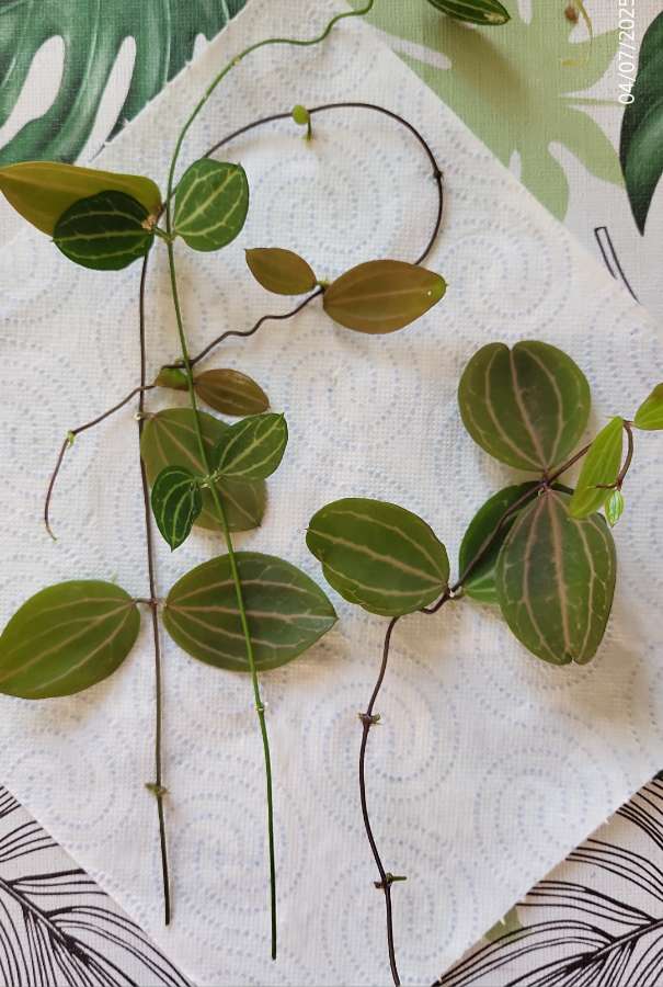 Dischidia ovata watermelon 2