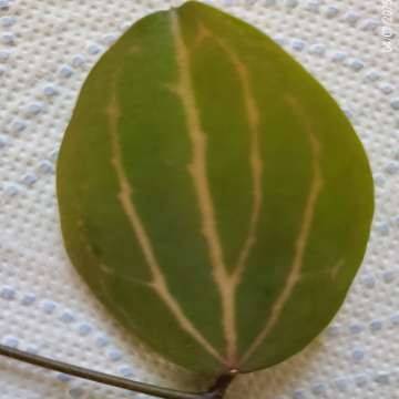 Dischidia ovata watermelon